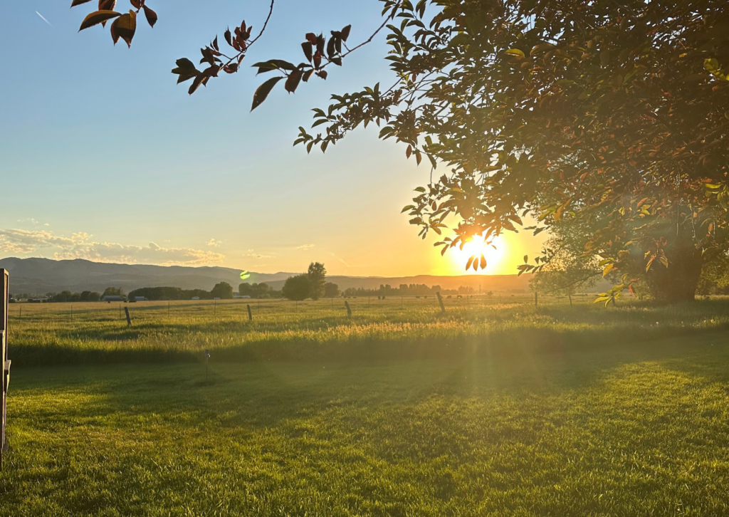 Golden sunset over a ranch pasture in Swan Valley with tree branches in the foreground and mountains in the distance