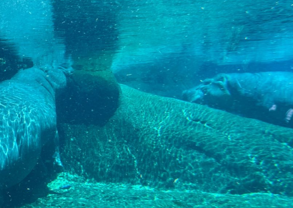 Hippo swimming underwater, viewed through the glass viewing window at the San Diego Zoo