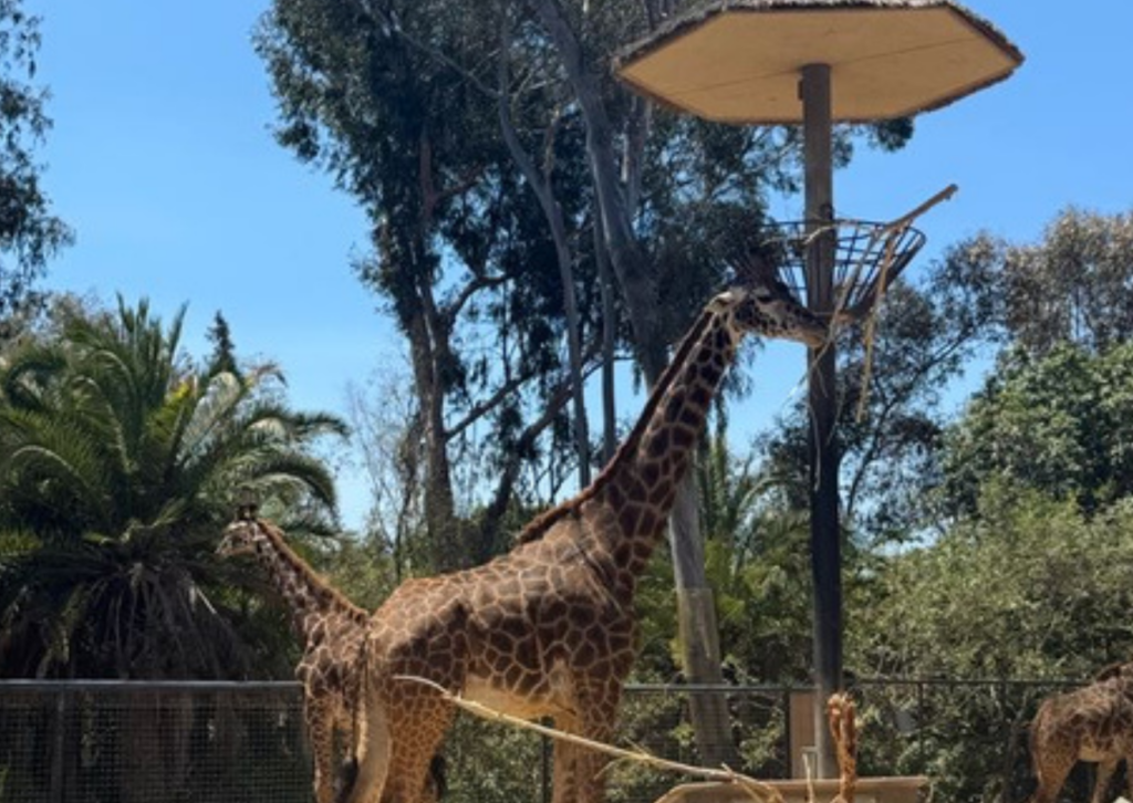 Giraffe standing among trees in its habitat at the San Diego Zoo