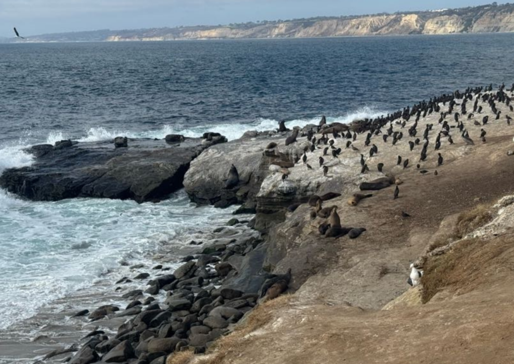 Rocky La Jolla coastline with seals and cormorants resting on the rocks above the ocean
