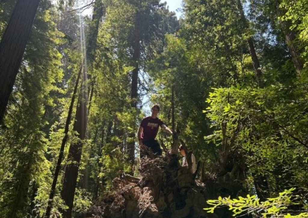 Person climbing on a large fallen redwood log in a sunlit forest