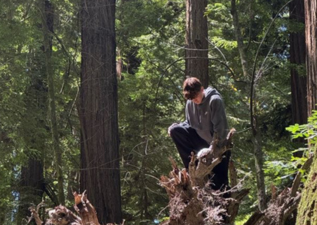 Person crouching on a large redwood tree stump in the forest
