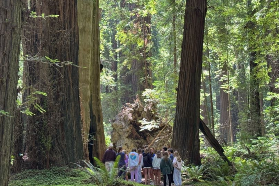 students at the bottom of a redwood stump